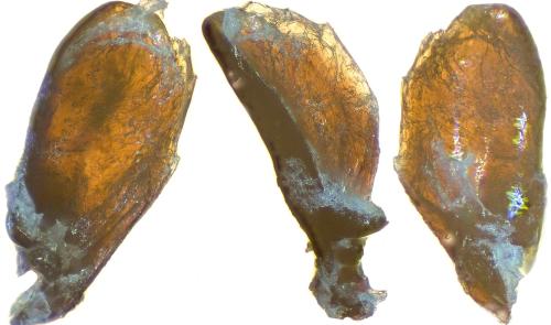 Réf. 298 969 : Agonum hypocrita